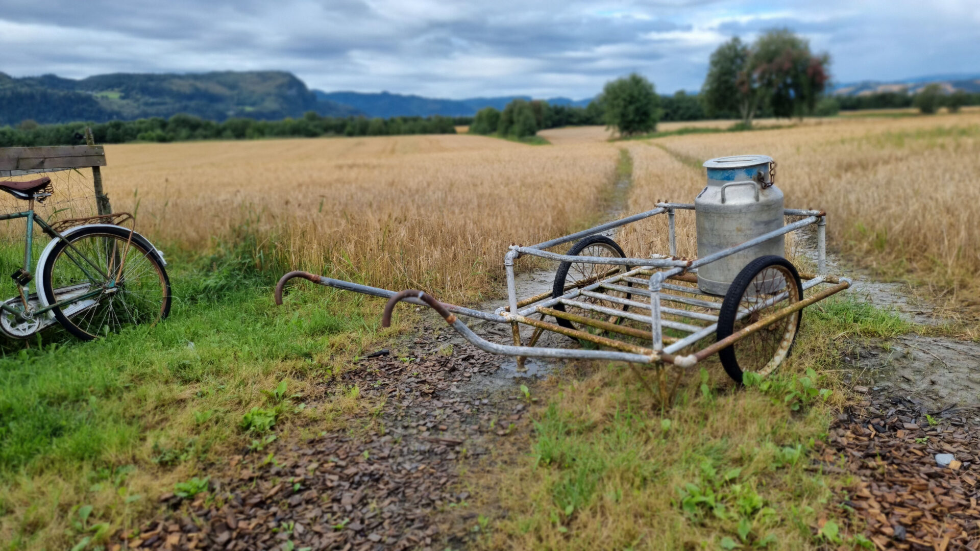 Melkespann på trillebår forann kornåker