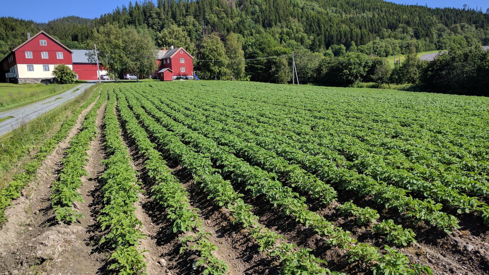 Kviset Gård med rødegårdsbygninger i enden av potetåker i blomstring