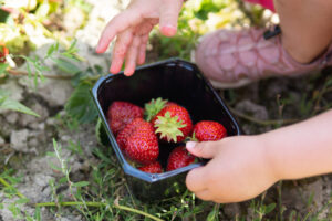 Pike plukker jordbær