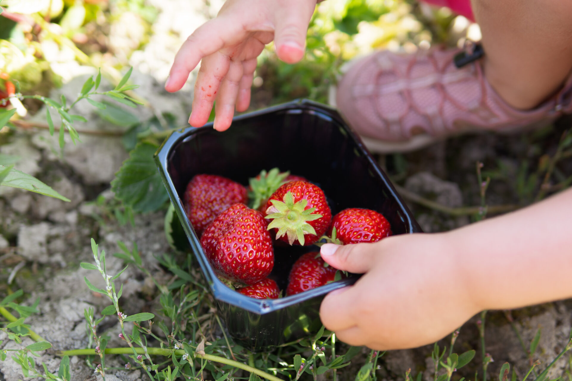 Pike plukker jordbær