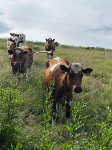 Yre kyr slippes på vårbeite