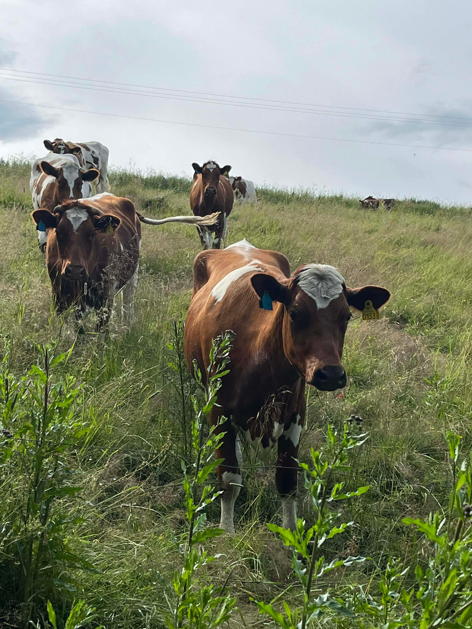 Yre kyr slippes på vårbeite